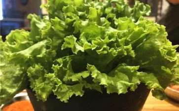 蔬菜盆栽病虫害怎么防治的2个方法