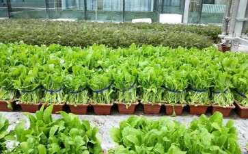 盆栽果蔬购买意愿影响因素及购买行为分析