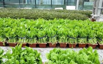 不同变量因子对盆栽果蔬购买意愿的影响