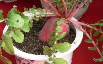 消费者对盆栽果蔬的3个购买行为