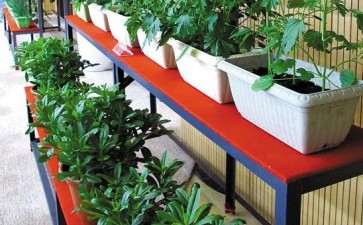 盆栽果蔬消费者的购买行为分析发现