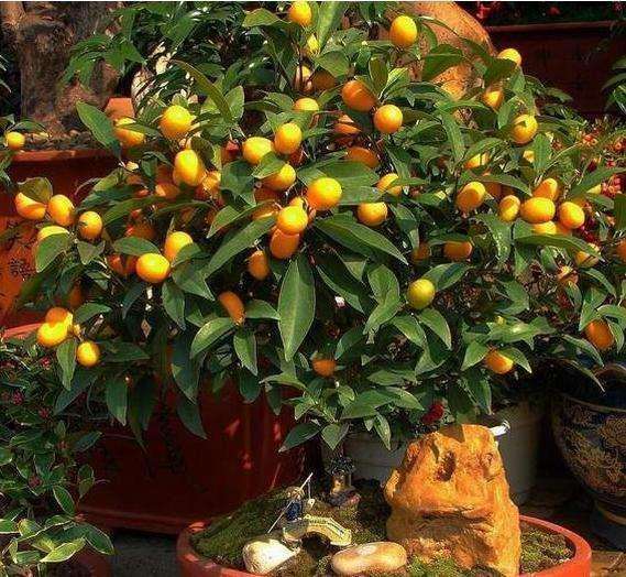 盆栽果树怎么利用矮化砧促花