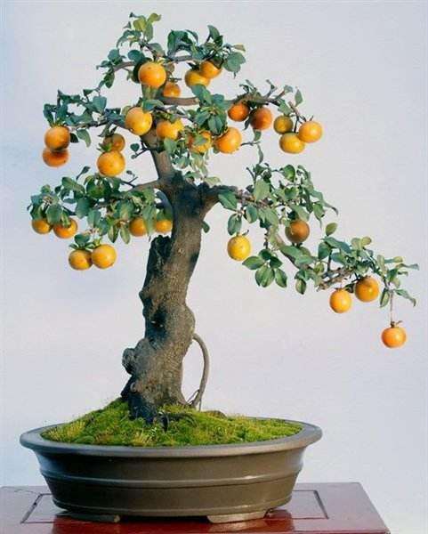 盆栽果树怎么利用矮化砧促花