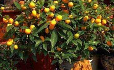 盆栽果树怎么利用矮化砧促花的2个方法