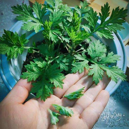 艾蒿盆栽关键技术及其保健作用