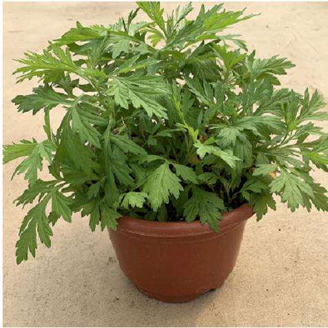 艾蒿盆栽关键技术及其保健作用