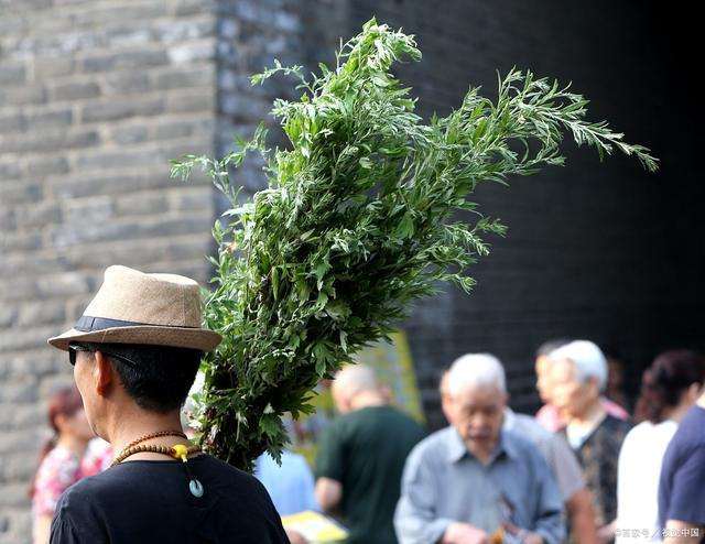 艾蒿盆栽关键技术及其保健作用