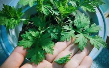 艾蒿盆栽关键技术及其保健作用