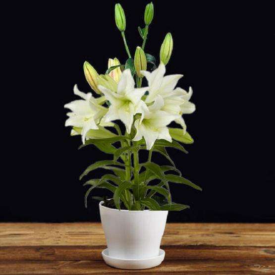 百合花盆栽怎么繁殖上盆的方法