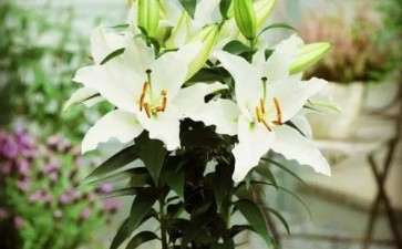 百合花盆栽怎么繁殖上盆的方法