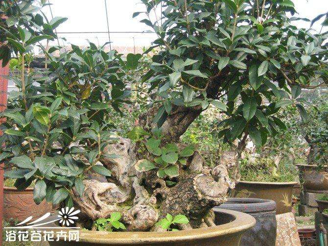 冬季桂花盆栽怎么修剪的3个要点