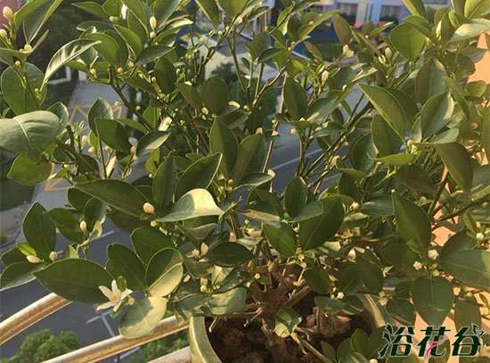 盆栽柑橘的品种和栽培盆怎么选择