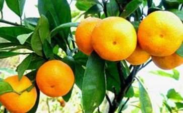 柑橘盆栽怎么定植的3个方法