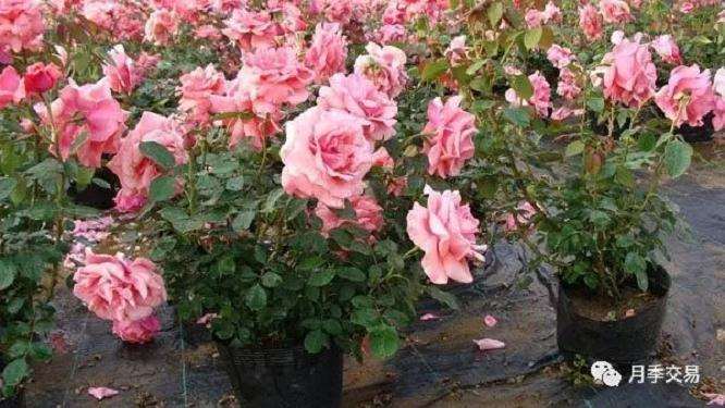 华南地区盆栽微型月季种苗生产技术规程