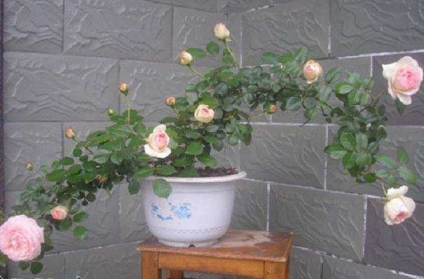 华南地区盆栽微型月季种苗生产技术规程