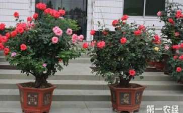 华南地区盆栽微型月季种苗生产技术规程