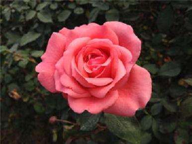 月季盆栽怎么扦插繁殖的方法