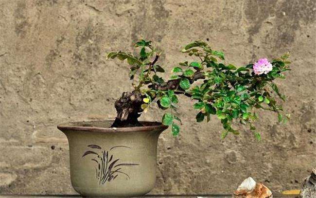 月季盆栽怎么扦插繁殖的方法