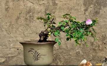 月季盆栽怎么扦插繁殖的方法