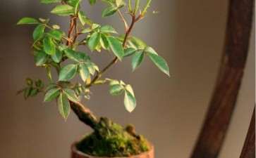 月季盆栽病害白粉病怎么防治的方法