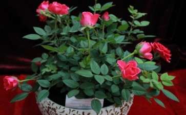 月季盆栽病害灰霉病怎么防治的方法