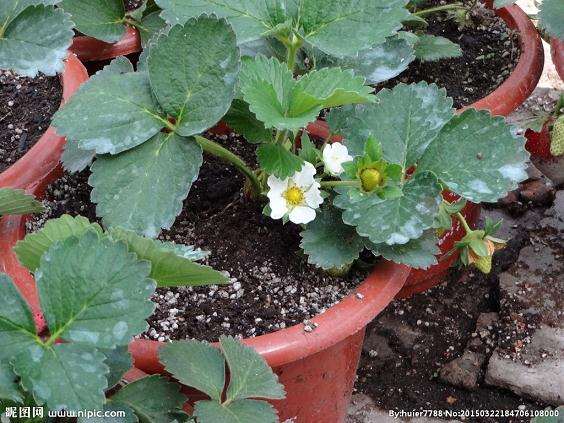 家庭盆栽草莓怎么管理的3个方法