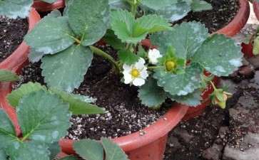 家庭盆栽草莓怎么管理的3个方法