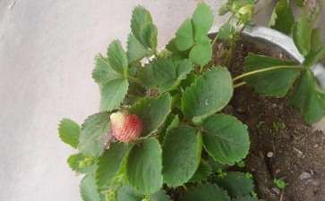 盆栽草莓怎么种植的3个技术