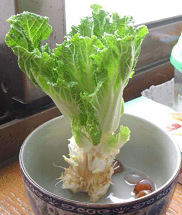 壳寡糖对盆栽小白菜生长和品质的影响