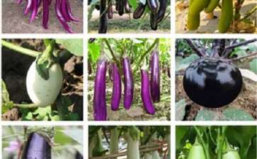 盆栽茄薯怎么嫁接的4个方法