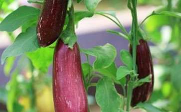 盆栽茄薯嫁接后怎么管理的方法