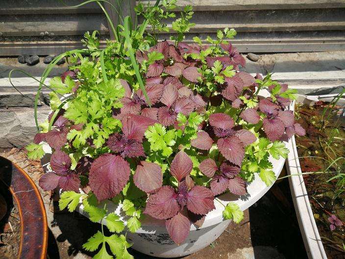 盆栽紫苏无土栽培技术