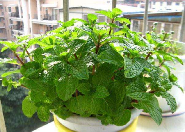 盆栽紫苏无土栽培技术