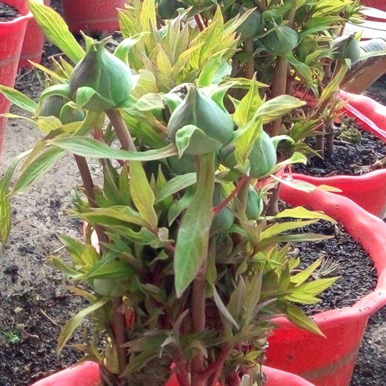 3种植物生长延缓剂对盆栽芍药的矮化效应