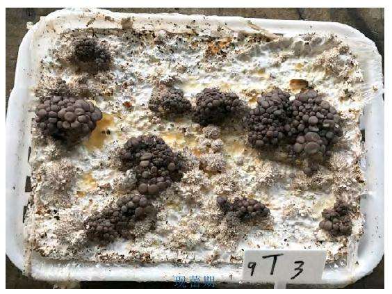 不同水平黄腐酸处理对盆栽平菇生长的影响