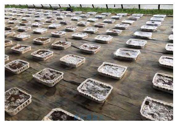 不同水平黄腐酸处理对盆栽平菇生长的影响