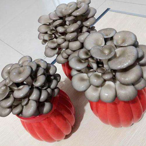 观光农业园区设计中盆栽食用菌景观的研究