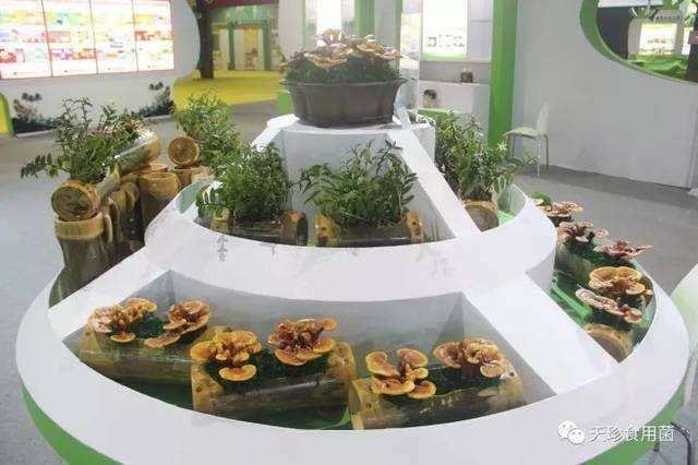 观光农业园区设计中盆栽食用菌景观的研究