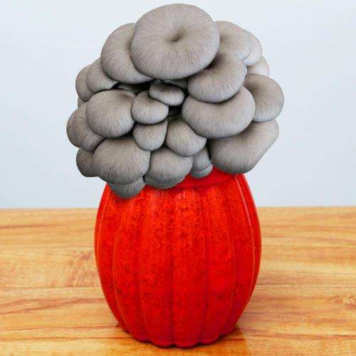 盆栽食用菌的食药用经济价值