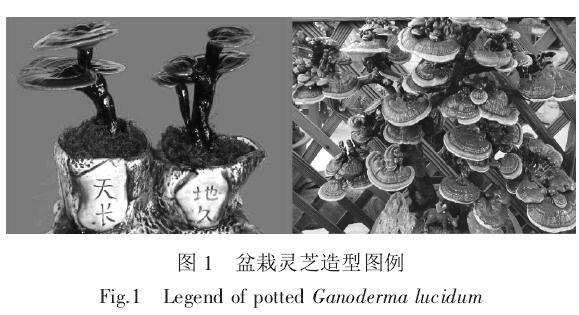 盆栽食用菌的观赏经济价值
