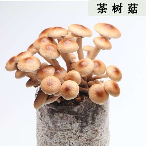 盆栽食用菌的附加经济价值