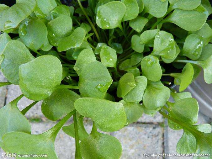 绿萝盆栽平均价格5.5元/盆 图片