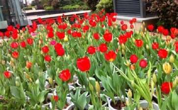 怎样保持郁金香盆栽直立不倒伏