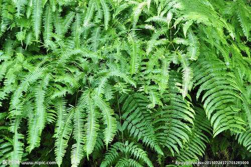 遮光与水分胁迫对盆栽芒萁光合的影响