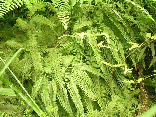 遮光与水分胁迫对盆栽芒萁光合的影响