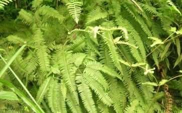 遮光与水分胁迫对盆栽芒萁光合的影响