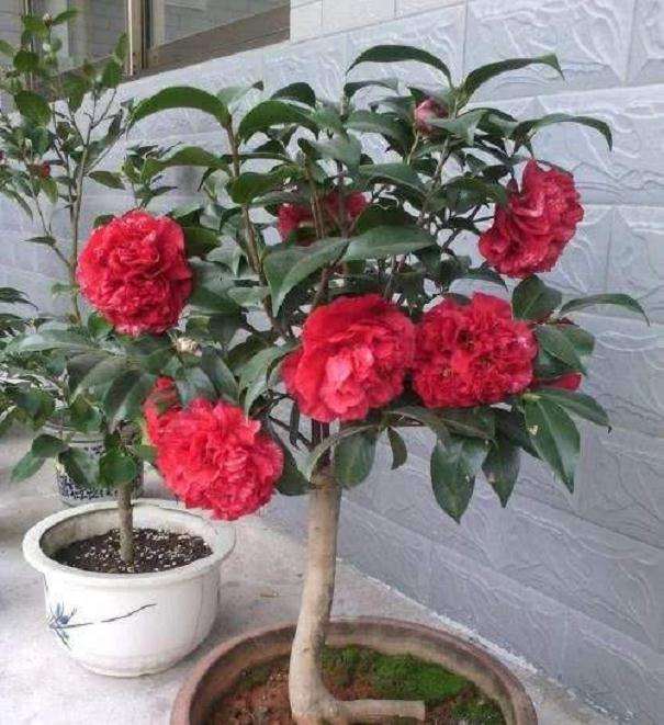 家养的盆栽茶花怎么繁殖的2个方法