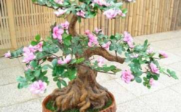 盆栽茶花怎么栽培管理的5个措施