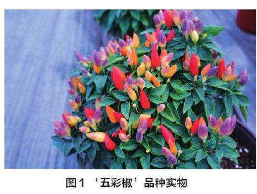 盆栽观赏椒的品种有哪些 图片