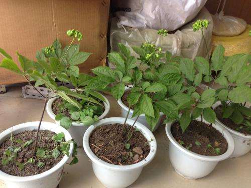 盆栽观赏椒的品种有哪些 图片